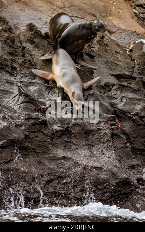 Männliche sea lion Förderung von Frauen in der Umwerbung mit ihm zu schwimmen. Stockfoto