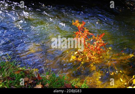 Über einem Bach hängt ein Zweig mit leuchtend roten Herbstblättern Stockfoto