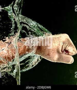 Stanzen durch Wasser - Nahaufnahme der Faust eines Mannes, der horizontal durch Wasser stanzt, Anzeige von Bewegung und Kraft gegen Schwarz. Stockfoto