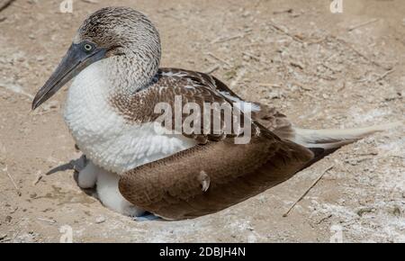 Ein erwachsener Blue footed Booby auf zwei Babys im Nest sitzt Stockfoto