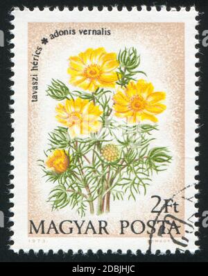 UNGARN - UM 1973: Stempel gedruckt von Ungarn, zeigt Blume, um 1973 Stockfoto