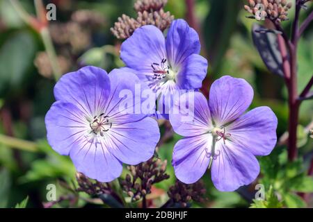 Storchschnabel (Geranium ROZANNE) Stockfoto