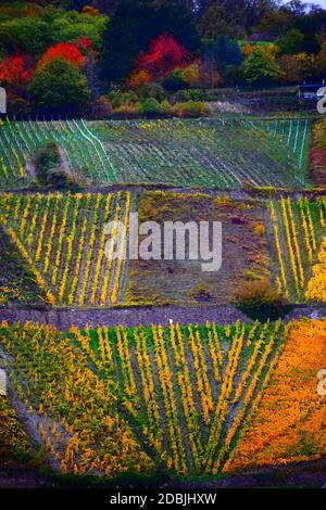Bunte Weinberge auf steilen Hügeln Stockfoto