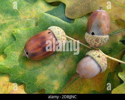 Eicheln auf bunten Eichenblättern, Eicheln auf gefallenen Blättern Makro, Eicheln auf gelben, braunen und grünen Blättern, Makrofotografie, Stockbild Stockfoto