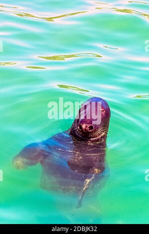 Antarktischer Seehund (Arctocephalus gazella) - Hel, Pommern, Polen Stockfoto