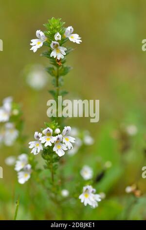 Blüten der Eyebight Euprasia rostkoviana, in den österreichischen Alpen. Stockfoto