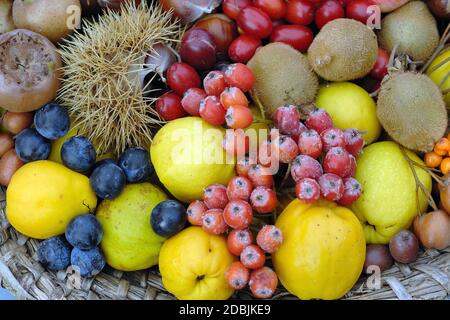 Sorbus aria Stockfoto