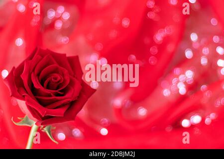 Rote Rose auf rotem Hintergrund mit Bokeh. Romantisches Geschenk zum Valentinstag. Liebe und romantisches Konzept. Weichfokus. Speicherplatz kopieren. Draufsicht Stockfoto