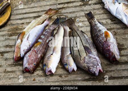 Fisch aus dem Tag s Fang gelegt auf der Andocken Stockfoto