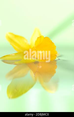 Ein helles Porträt einer gelben Narzisse, die im Wasser liegt. Die ruhige Wasseroberfläche spiegelt die Blume in einem nahezu perfekten Spiegelbild wider. Stockfoto
