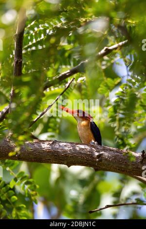 Kleiner afrikanischer Vogel-Pygmy-Eisvogel (Ispidina picta) ist ein kleiner insektiverer Eisvogel, Wondo Genet, Äthiopien-Afrika-Safari-Tierwelt Stockfoto