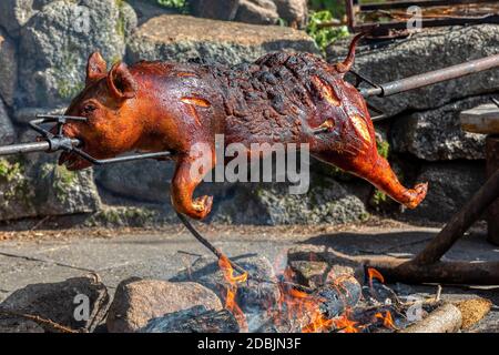 Spanferkel auf einem Spieß gebraten. Ferkel an der Spieß, offener Feuergrill im Freien Stockfoto