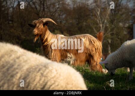 Schaf- und ziegenbock auf der Rheinaue im Landkreis Poll, Köln, Deutschland. Schafe und Ziegenbock auf den Rheinwiesen in Poll, Köln, Stockfoto