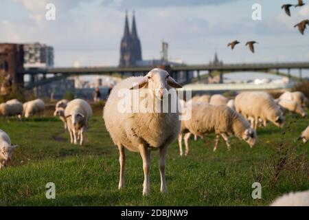 Schafe auf der Rheinaue im Bezirk Poll, im Hintergrund der Dom, Köln, Deutschland. Safe auf den Rheinwiesen in Poll, im H Stockfoto