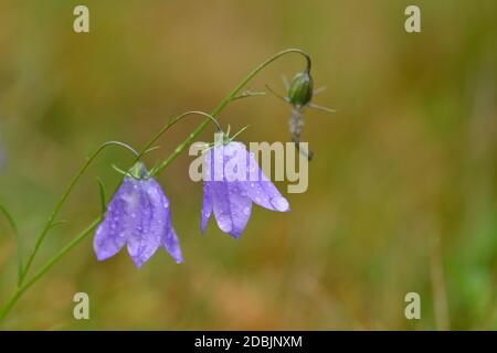 Campanula cochleariifolia (auch Campanula cochlearifolia) im Herbst in den alpen Stockfoto