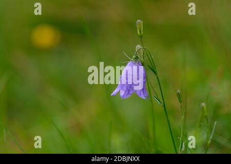 Campanula cochleariifolia (auch Campanula cochlearifolia) im Herbst in den alpen Stockfoto