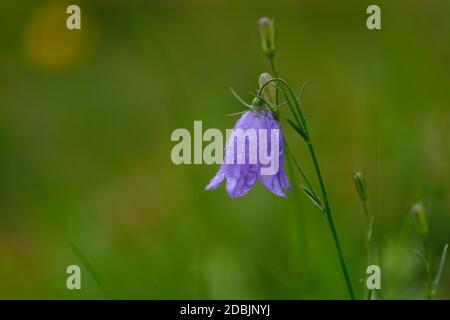 Campanula cochleariifolia (auch Campanula cochlearifolia) im Herbst in den alpen Stockfoto