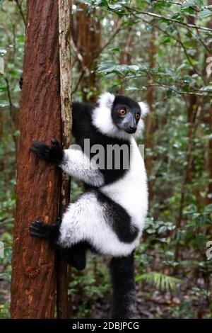 Ein schwarz-weißer Lemur sitzt auf dem Ast eines Baumes Stockfoto