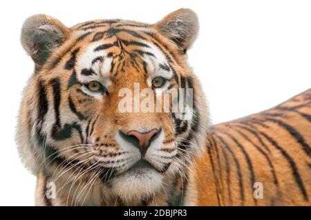 Porträt von Sibirischer Tige isoliert auf weißem Hintergrund Stockfoto