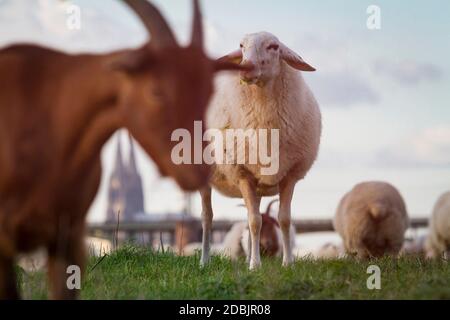 Schafe und Ziegen auf der Rheinaue im Bezirk Poll, im Hintergrund der Dom, Köln, Deutschland. Schafe und Ziege auf den Rheinw Stockfoto