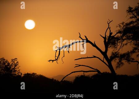 Der Sonnenaufgang über der Savanne mit Bäumen im Vordergrund Stockfoto