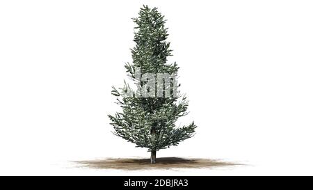 Fraser Fir Baum im Winter - isoliert auf weißem Hintergrund Stockfoto