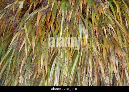 Goldenes japanisches Waldgras aka Hakone Gras, Hakonechloa macra var alboaurea, Nahaufnahme von farbigen Blättern, die als Hintergrund verwendet werden könnten. Stockfoto