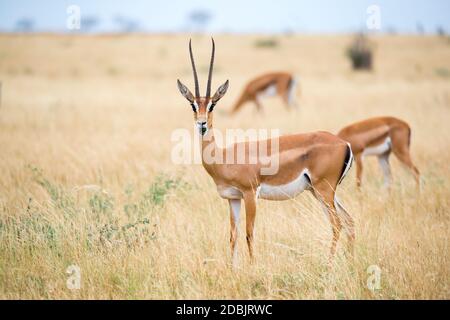 Einige Antilopen im Grasland der Savanne Kenias Stockfoto