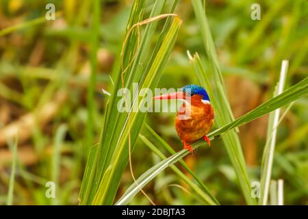 Malachit Eisvogel ( Alcedo cristata) auf einem grünen Gras thront, Queen Elizabeth National Park, Uganda. Stockfoto