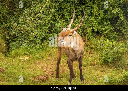 Männlicher Defassa-Wasserbock (Kobus ellipsiprymnus defassa), Queen Elizabeth National Park, Uganda. Stockfoto