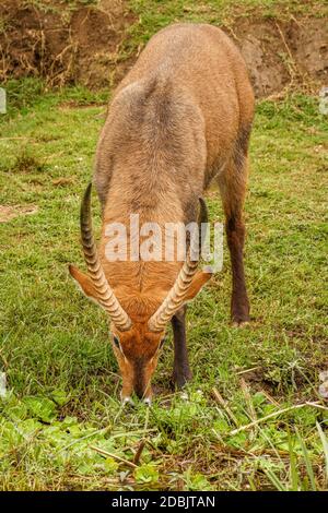 Männlicher Defassa-Wasserbock (Kobus ellipsiprymnus defassa), Queen Elizabeth National Park, Uganda. Stockfoto