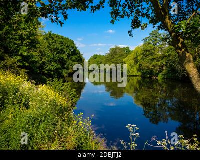 Sommer Blick auf den Fluss Derwent in Darley Abbey in der Nähe von Derby England. Stockfoto