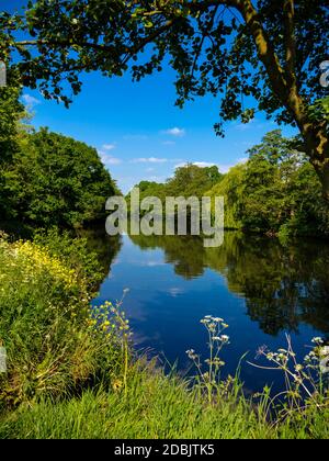 Sommer Blick auf den Fluss Derwent in Darley Abbey in der Nähe von Derby England. Stockfoto