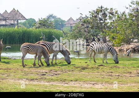 Zebra in Safari World Zoo in Bangkok an einem Sommertag Stockfoto