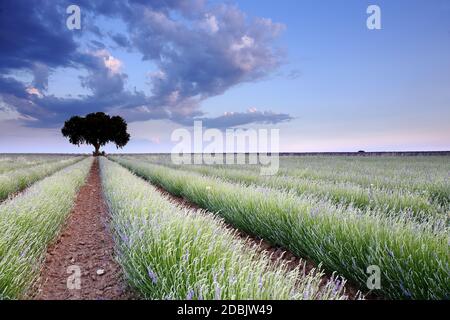 Lavendelfeld, Brihuega, Provinz Guadalajara, Castilla La Mancha, Spanien Stockfoto