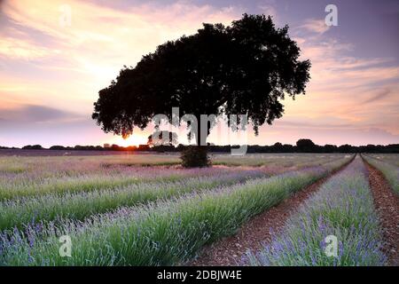 Lavendelfeld, Brihuega, Provinz Guadalajara, Castilla La Mancha, Spanien Stockfoto