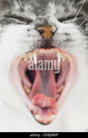 Nahaufnahme von Mund und Nase einer gähnenden Katze. Stockfoto