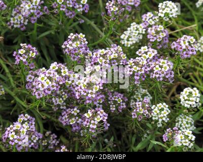 Blumen aus weißem und violettem Alyssum im Sommergarten, natürliche Landschaftsgestaltung. Lobularia blüht mit lila Flieder kleinen Blüten. Stockfoto