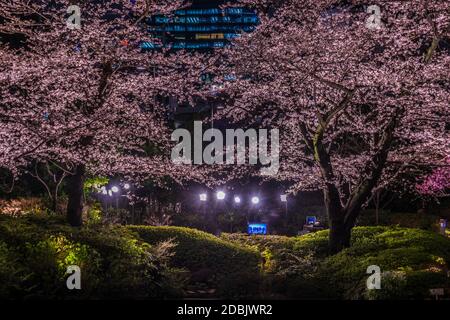 Mohri Garten des Gehens, Kirschblüten in der Nacht zu sehen (Roppongi). Aufnahmeort: Metropolregion Tokio Stockfoto