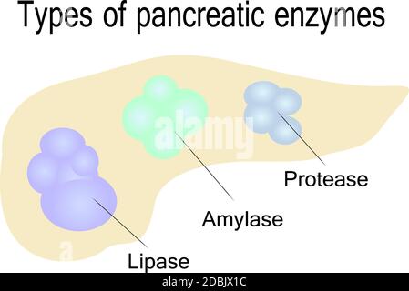 Arten der Pankreasenzyme Vector Illustration auf weißem Hintergrund Stockfoto