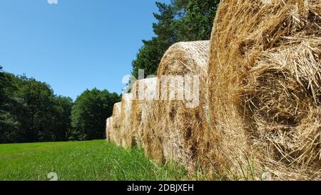 Strohballen in Walzenform Stockfoto