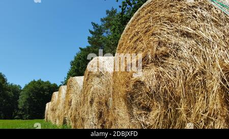 Strohballen in Walzenform Stockfoto