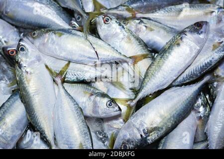 Frischer Makrelenfisch auf dem Markt, Meeresfisch Makrelen von oben, Hintergrund von oben frischer Makrelen, frischer Makrelen auf Eis zum Verkauf Stockfoto