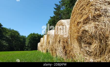 Strohballen in Walzenform Stockfoto