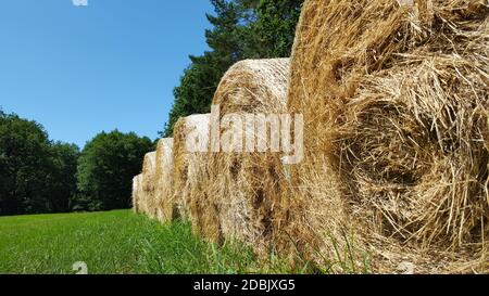 Strohballen in Walzenform Stockfoto