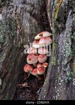 Pilz auf Baumstamm, Makro-Nahaufnahme, selektiver Fokus, rot-weiß-Look, Stamm mit Moos bedeckt. Stockfoto