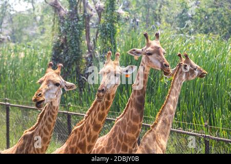 Giraffe im Safari World Zoo in Bangkok an einem Sommerabend Stockfoto