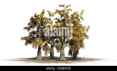 Sassafras Baumhaufen im Herbst - getrennt auf weißem Hintergrund Stockfoto
