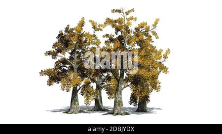 Sassafras Baumhaufen im Herbst - getrennt auf weißem Hintergrund Stockfoto