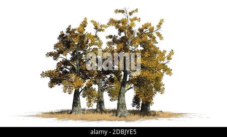 Sassafras Baumhaufen im Herbst - getrennt auf weißem Hintergrund Stockfoto